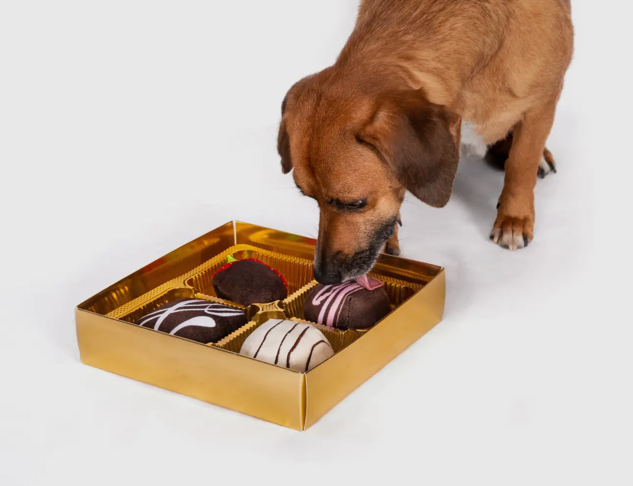 Dogvia Box of Chocolates